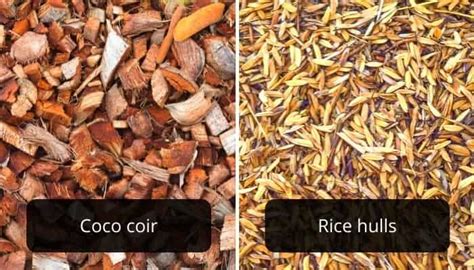 How To Use Rice Hulls For Gardening Urbanorganicyield