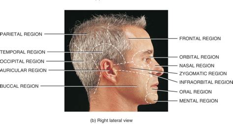 Buccal Region Anatomy