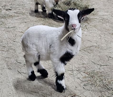 Group Of Fainting Goats