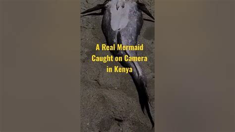 A Real Mermaid Caught On Camera In Mombasa Kenya Youtube