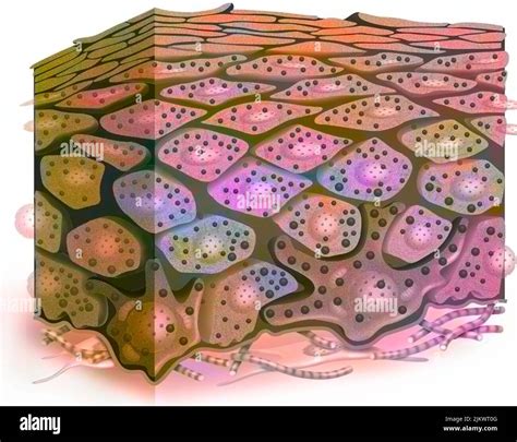 Human Skin Cross Section Hi Res Stock Photography And Images Alamy