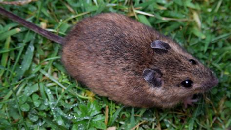 Filest Kilda Field Mouse Apodemus Sylvaticus Hirtensispng Wikipedia