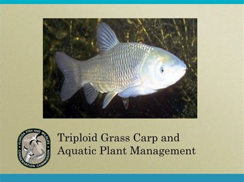 Ppt Triploid Grass Carp And Aquatic Plant Management Powerpoint