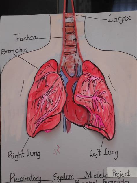 Respiratory System Model Respiratory System Projects Respiratory System System Model