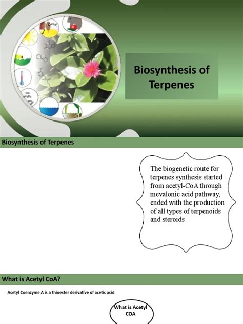 Biosynthesis of Terpenes | PDF | Physical Sciences | Biochemistry