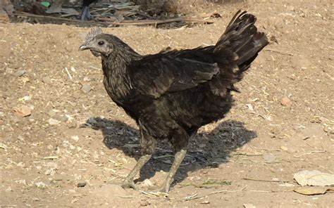 Kadaknath Breed Poultry Kali Free Photo On Pixabay Pixabay