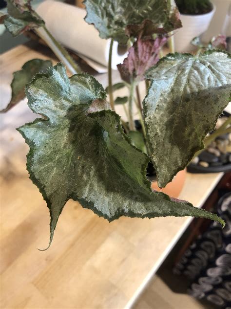 Begonia Leaf Album On Imgur