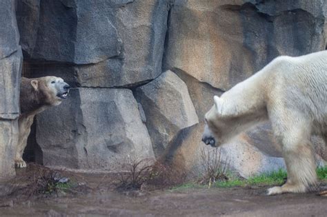 Polar Bears Spending 'Quality Time' Together At Zoo As Romance Heats Up ...