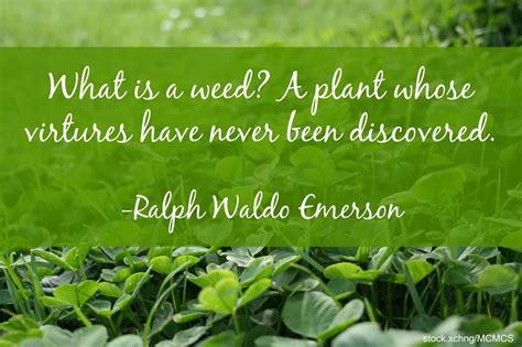 28 Best Plant Quotes And Sayings That Will Inspire You Preet Kamal