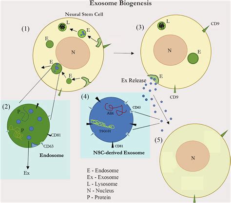 Neural Stem Cell Derived Extracellular Vesicles Attributes And