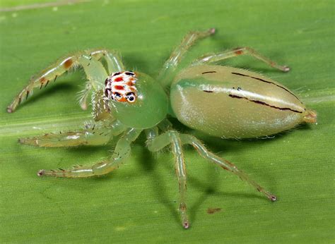 Aranha Verde É Venenosa - Aranha Verde e Amarela é Venenosa? Qual a Espécie e Fotos | Mundo Ecologia