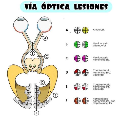 An Image Of The Anatomy Of A Cat S Eye And Its Parts Labeled In Spanish