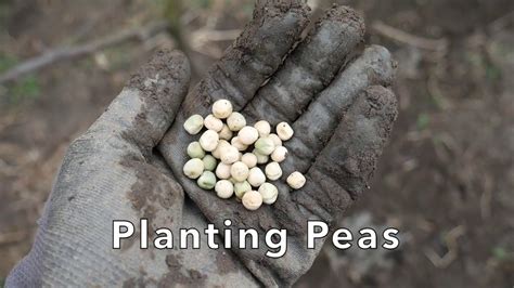 Planting Sugar Snap Peas Youtube