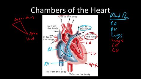 Introduction To Arrhythmias Anatomy And Physiology Youtube