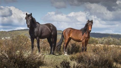 Brumbies in Kosciuszko National Park could spill into ACT and Victoria ...