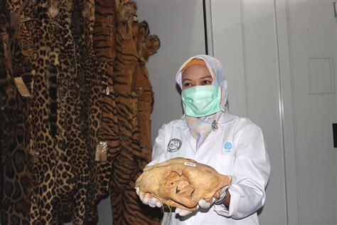 ‘The Javan tiger still exists’: DNA find may herald an extinct species ...