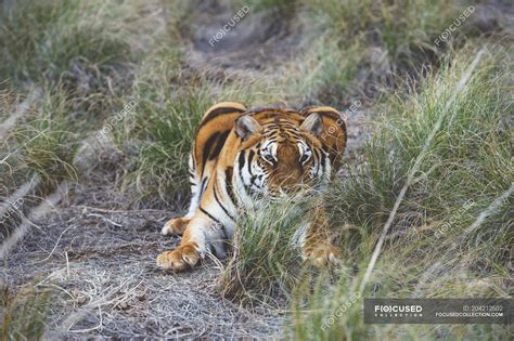 Tiger hunting in green grass in nature — brown, outdoors - Stock Photo ...