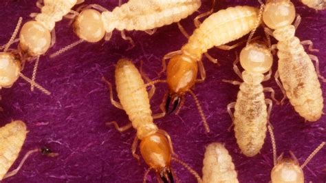 Formosan Termite Pest Control Library Pestnow