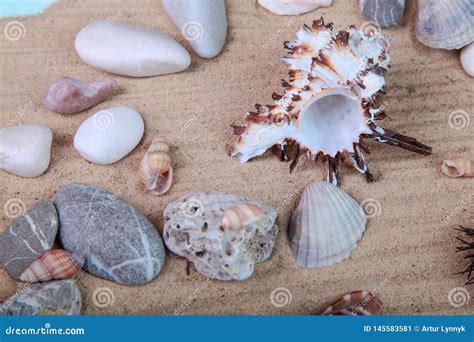 Conchas Do Mar E Seixos Na Areia Imagem De Stock Imagem De Naughty