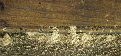 Woodworm Frass Inating Debugged