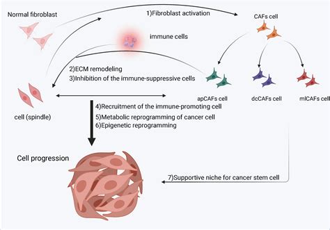 Frontiers Crosstalk Between Colorectal Cancer Cells And Cancer