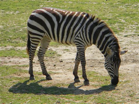 Grant's Zebra | Cape May County, NJ - Official Website