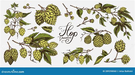 Hop Cones And Barley Malt Beer Engraved Vintage Set Hand Drawn