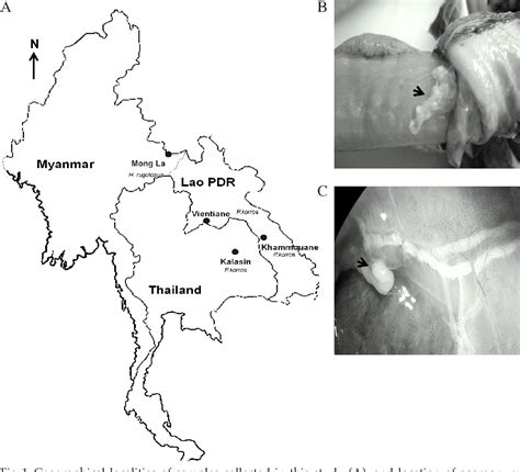 Figure 1 From MOLECULAR EVIDENCE OF SPIROMETRA ERINACEIEUROPAEI