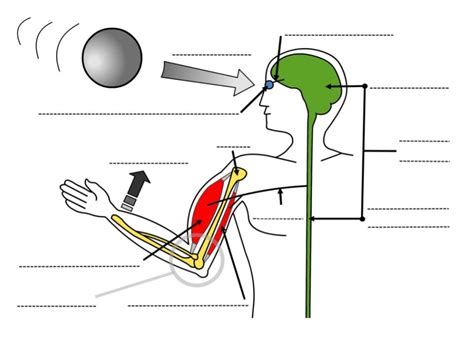 Sch Ma De La Commande Du Mouvement Chez L Homme Diagram Quizlet