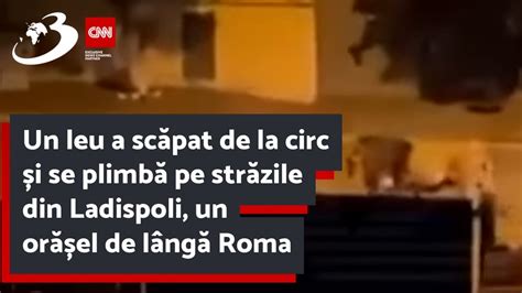 Un leu a scăpat de la circ și se plimbă pe străzile din Ladispoli un