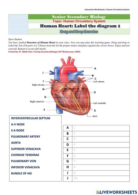 Human Heart Diagram Worksheet