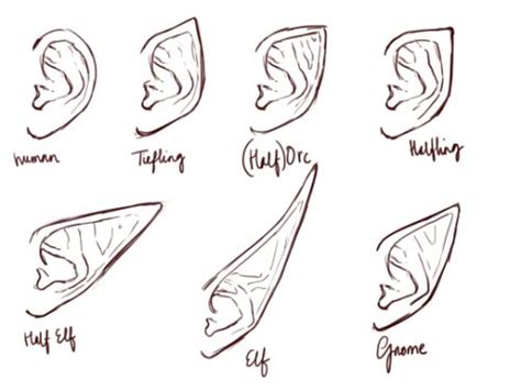 Explore Collection Of Elf Ears Drawing Elf Drawings How To Draw Ears