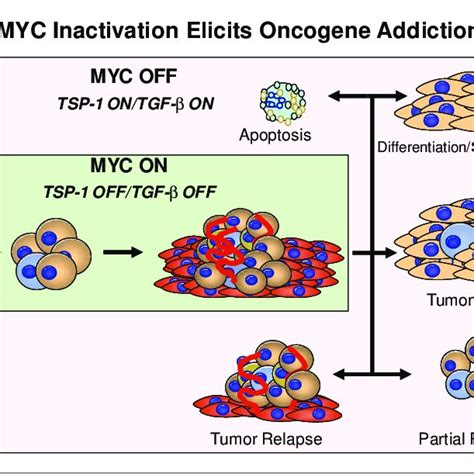 MYC Inactivation Has Different Outcomes In Different Types Of Tumors