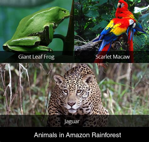 Amazon Rainforest Facts | Cool Kid Facts