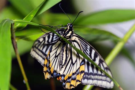 Borboleta Em Uma Folha Verde Clara Imagem De Stock Imagem De Colorido