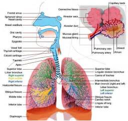 Respiratory System With Label Drawing at GetDrawings | Free download