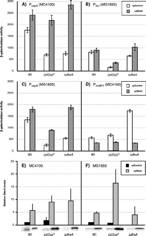 Overproduction Of DksA Can Compensate For The Lack Of PpGpp In