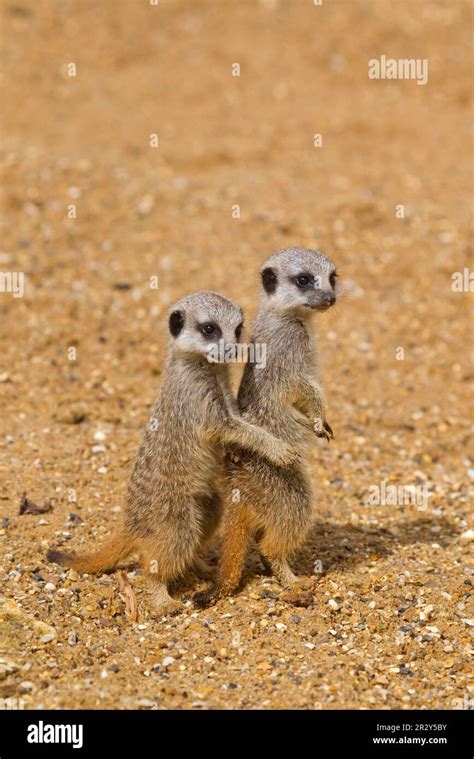 Meerkats (Suricata suricatta) Meerkat, predators, mammals, creeping cats, animals, Meerkat two ...