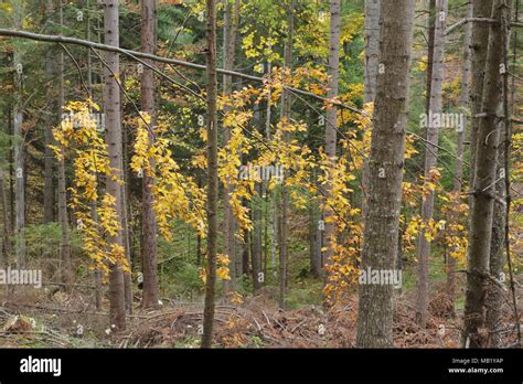 Los Rboles De Pino Pinus Sp Y Comunes Haya Fagus Sylvatica