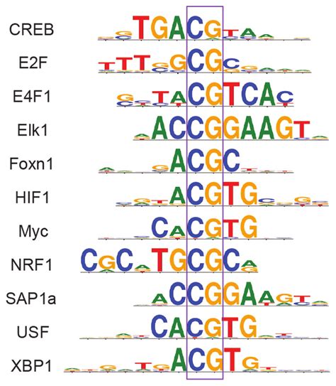 Some examples of human transcriptional activators that recognize ... 