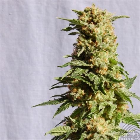 La Blanca - Strain Information - CannaConnection