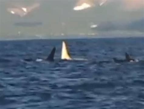 Elusive Albino Orca Photographed In Russia