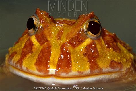 Ornate Horned Frog Stock Photo Minden Pictures