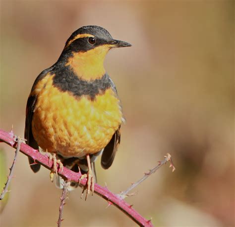 Secretive Varied Thrush | BirdNote