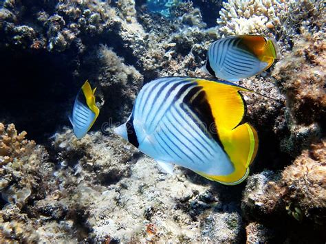 The Threadfin Butterflyfish Chaetodon Auriga Stock Image Image Of