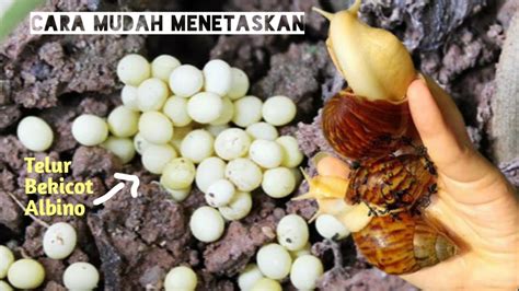 Cara Menetaskan Telur Bekicot Dengan Sangat Mudah Achatina Fulica