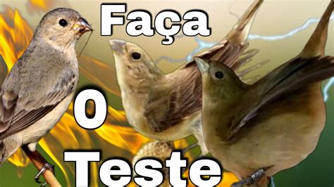 Faça o teste Esse Piado de Fêmea de Papa capim é Seu Papa capim Vai