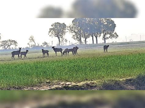 Nilgai Is Ruining The Wheat Crop Planted In Thousands Of Acres फसल हो रहा बर्बाद नीलगाय