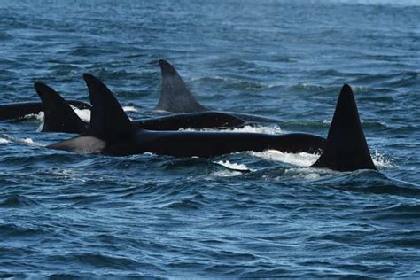 Anacortes: Whale Watching Adventure Tour | GetYourGuide