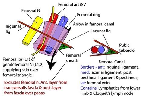 Femoral Ring Boundaries